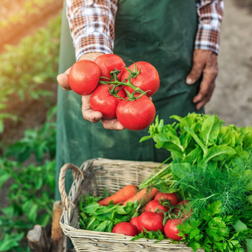 Old man with an apron showing a bunch of tomatoes. A basket full of fresh and raw vegetables-potatoes, carrot, tomato, parsley, dill and arugula on wooden ladder. Field with tomatoes plants on background.